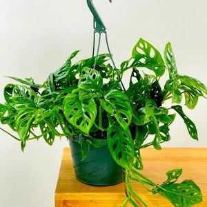 Adansonii Monstera Nodes